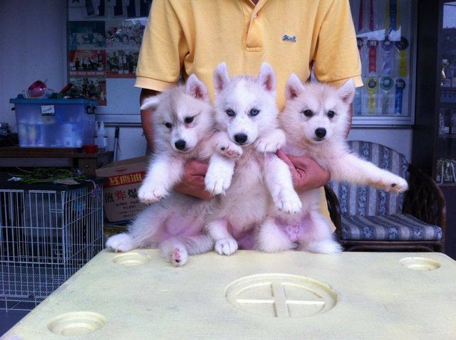 Adult Husky-big Offer,rm4600 4 Dogs - Siberian Husky Dog