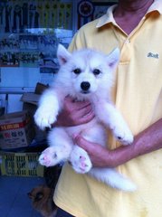 Adult Husky-big Offer,rm4600 4 Dogs - Siberian Husky Dog