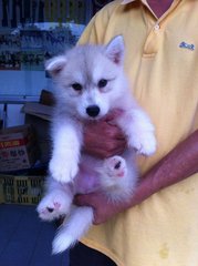 Adult Husky-big Offer,rm4600 4 Dogs - Siberian Husky Dog