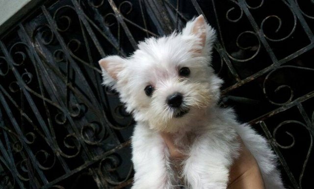 West Highland White Terrier Puppy. - West Highland White Terrier Westie Dog