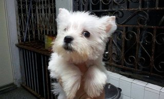 West Highland White Terrier Puppy. - West Highland White Terrier Westie Dog