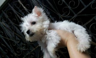 West Highland White Terrier Puppy. - West Highland White Terrier Westie Dog