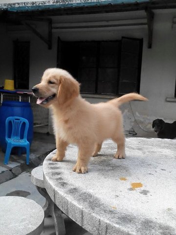 Golden Retriever. Imp N Cham Line - Golden Retriever Dog