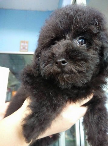 Toy Poodle Puppy (玩具贵宾犬） - Poodle Dog