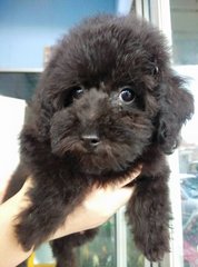 Toy Poodle Puppy (玩具贵宾犬） - Poodle Dog