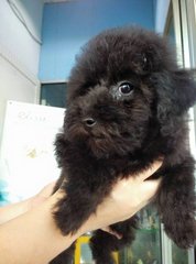 Toy Poodle Puppy (玩具贵宾犬） - Poodle Dog