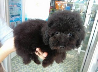 Toy Poodle Puppy (玩具贵宾犬） - Poodle Dog