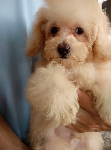 Cream Toy Poodle - Poodle Dog