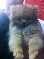 Pomeranian Puppy (Tiny N Cute) - Pomeranian Dog