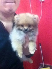 Pomeranian Puppy (Tiny N Cute) - Pomeranian Dog