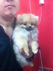 Pomeranian Puppy (Tiny N Cute) - Pomeranian Dog