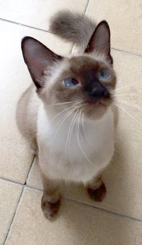 Mama Cat - Siamese Cat