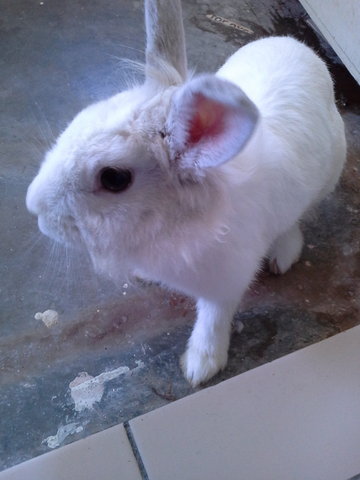 Olaf - Lionhead Rabbit