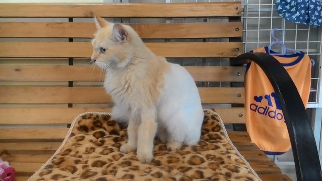 Female Golden Persian   - Persian Cat