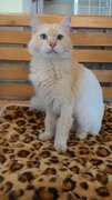 Female Golden Persian   - Persian Cat