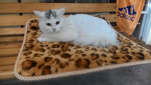 Female White Persian - Persian Cat