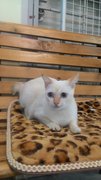 Female White Domestic Short Hair - Domestic Short Hair Cat