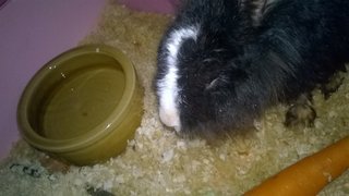 Thumper - Angora Rabbit Rabbit