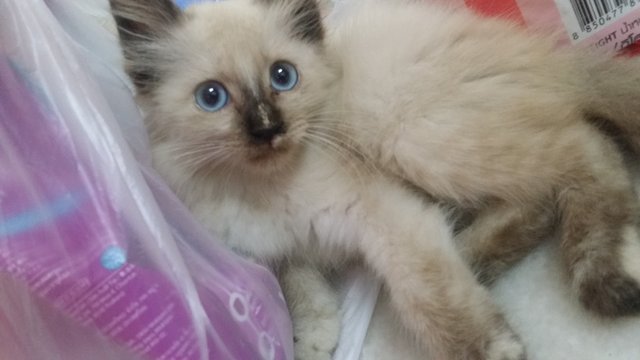 Mimi - Birman + Siamese Cat