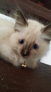 Mimi - Birman + Siamese Cat