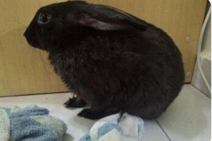 Princess, Rambo And Fluffy - Angora Rabbit + Rex Rabbit