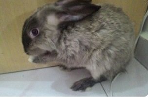 Princess, Rambo And Fluffy - Angora Rabbit + Rex Rabbit