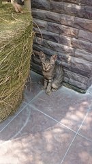 Jack And Bella (Temporary)  - Domestic Medium Hair Cat