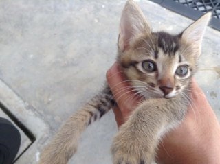 Toilet trained kitten