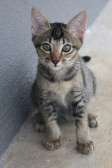 Latest Maru's Photo as per August, she grew solid and firm with pretty fur now :)