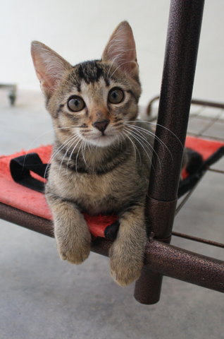 Maru - Egyptian Mau + Tabby Cat