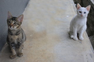 Maru and MiMi