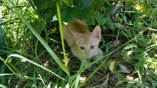 Moon Jelly - Domestic Short Hair Cat