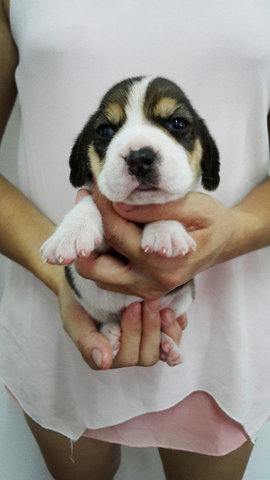 Beagle Puppies - Beagle Dog