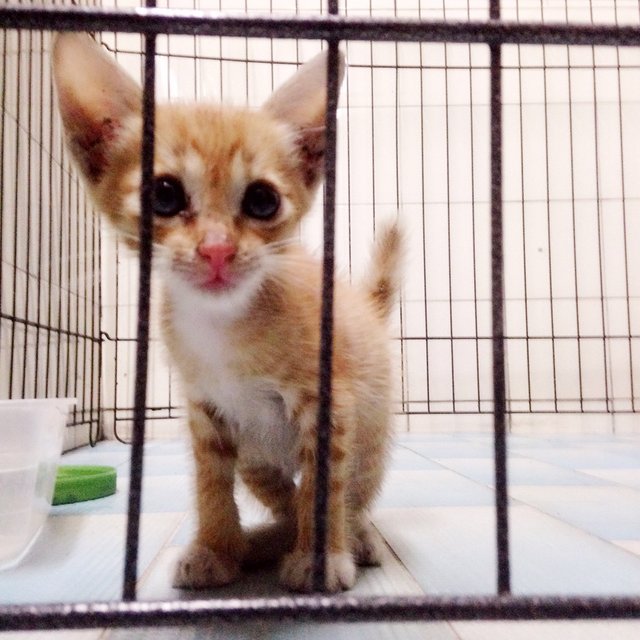 Orange - Domestic Medium Hair Cat