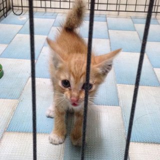 Orange - Domestic Medium Hair Cat