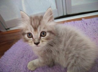 Ash - Persian Cat
