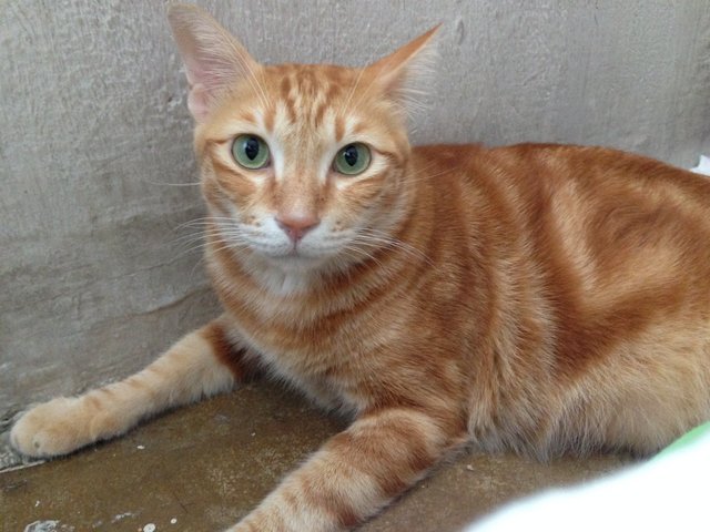 Garfield - Bengal + Domestic Medium Hair Cat