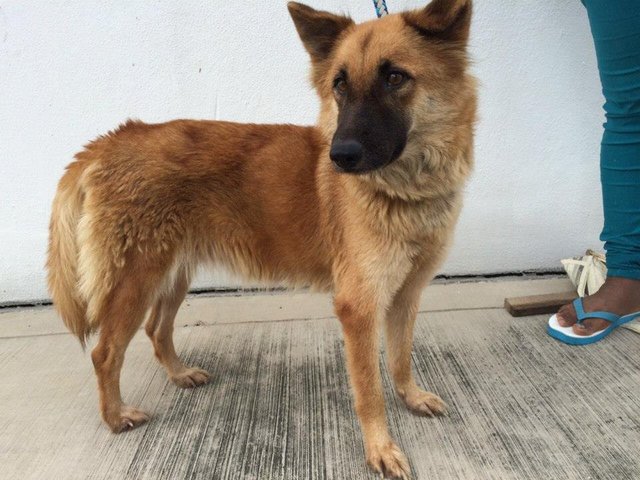 Alice - German Shepherd Dog Mix Dog