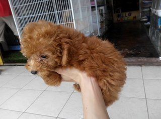 Mini Poodle Babies - Poodle Dog