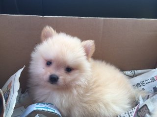 Cream Pomeranian Small Size - Pomeranian Dog