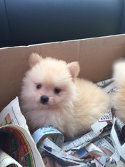 Cream Pomeranian Small Size - Pomeranian Dog