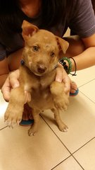 Nemo - Adopted - Mixed Breed Dog