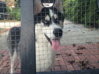 Maximus - Husky Dog