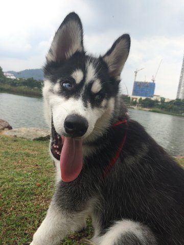 Maximus - Husky Dog