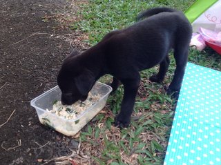 Susie - Mixed Breed Dog