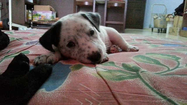 Dottie - Dalmatian Mix Dog