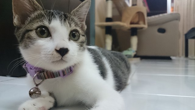 Dou Dou豆豆 - Domestic Medium Hair Cat