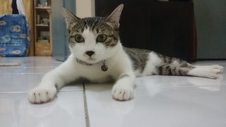 Dou Dou豆豆 - Domestic Medium Hair Cat