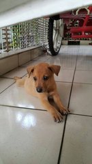 Babies - Mixed Breed Dog