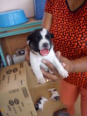 Babies - Mixed Breed Dog